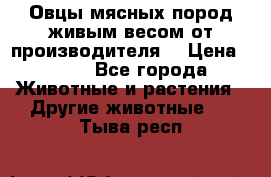 Овцы мясных пород живым весом от производителя. › Цена ­ 110 - Все города Животные и растения » Другие животные   . Тыва респ.